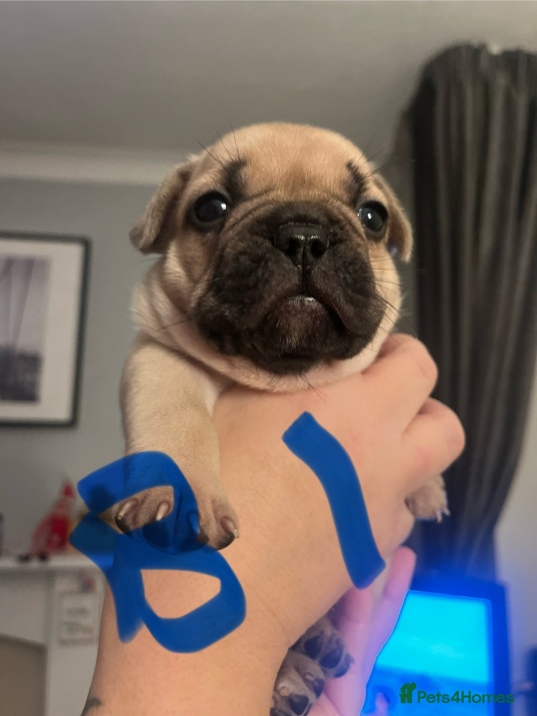 French Bulldog dogs for sale: Beautiful French bulldog puppies  - Advert 3