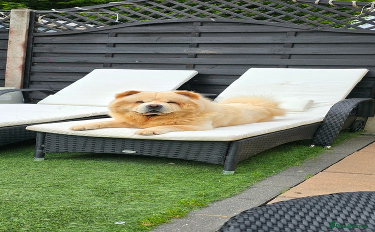 Chow Chow dogs - Advert 2