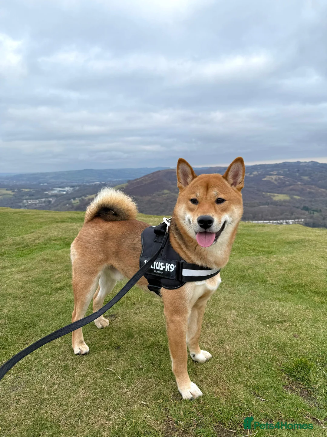 Japanese Shiba Inu dogs for stud: KC Shiba Inu for Stud - Advert 4