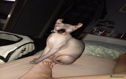 Sphynx cats for sale: Elf ear baby sphnx  - Image 9
