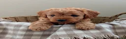 Labradoodle dogs for sale: ✨️F1bb miniture labradoodles✨️ - Advert 4