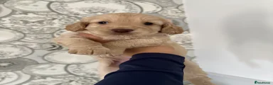 Cockapoo 1