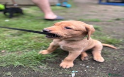 Labrador Retriever dogs for sale: KC registered Labrador retrievers for sale  - Image 12