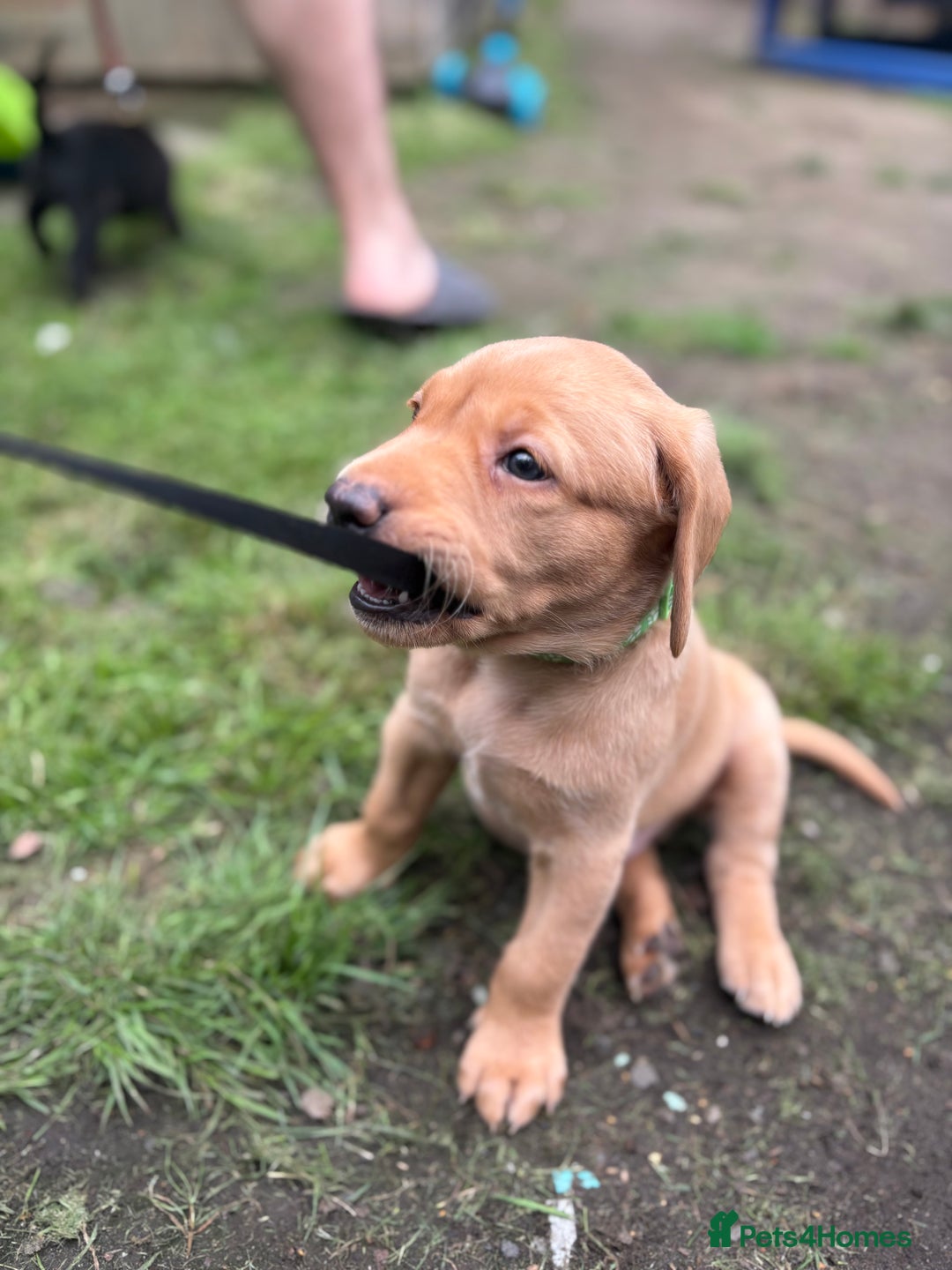 Labrador Retriever dogs for sale: KC registered Labrador retrievers for sale  - Image 12