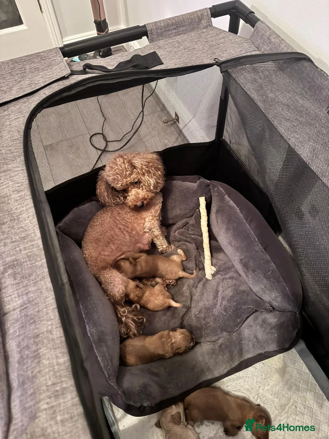 Toy Poodle dogs for sale: 5 Adorable Toy Poodle Puppies - Advert 39