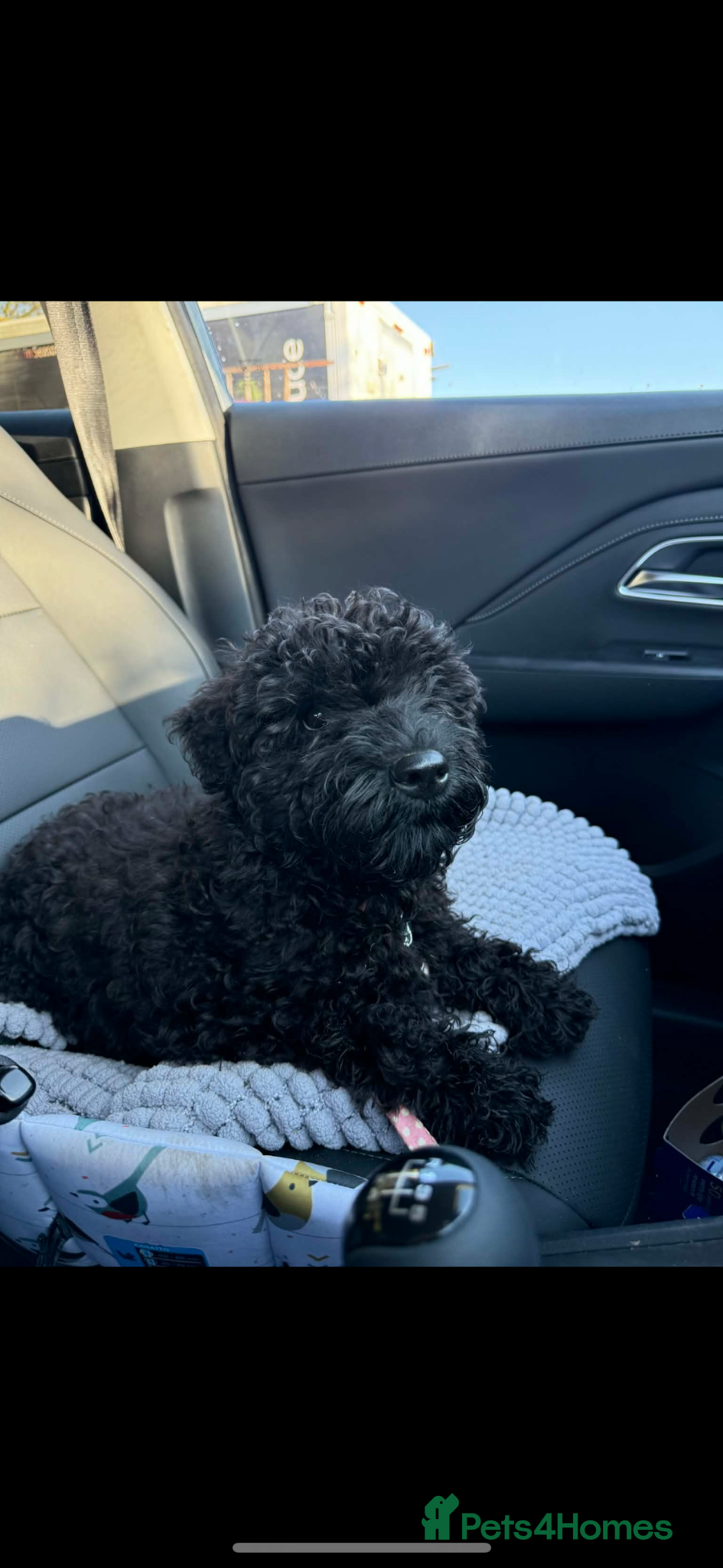 Kerry Blue Terrier dogs Kerry blue terrier  - Advert 1