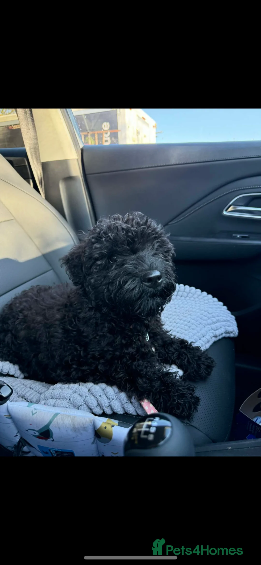 Kerry Blue Terrier dogs for sale: Kerry blue terrier  - Advert 1