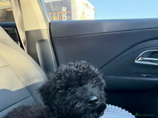 Kerry Blue Terrier dogs Kerry blue terrier - Advert 1