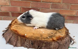 Guinea Pig rodents for sale: Female Guinea Pigs  - Image 9