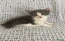 Mixed Breed cats for sale: Beautiful kittens for sale  - Image 4