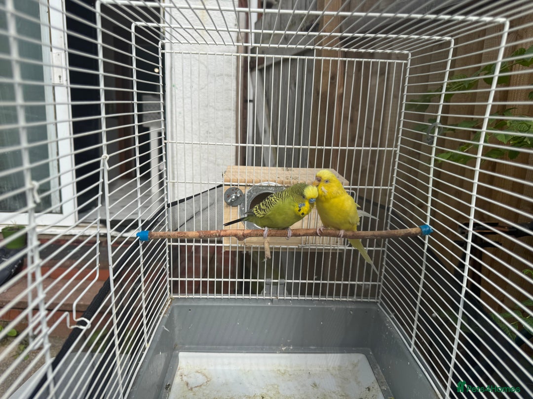 Budgerigars birds for sale: Manchester M43 7NS - Image 1