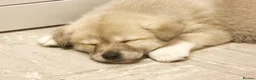Huskita dogs for sale: Huskita puppies - Advert 23