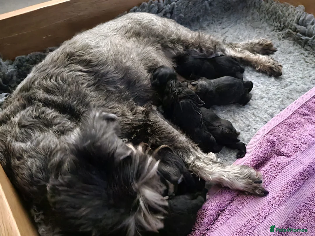 Miniature Poodle dogs for stud: Archie well Proven stud miniature poodle  in Chard - Advert 35