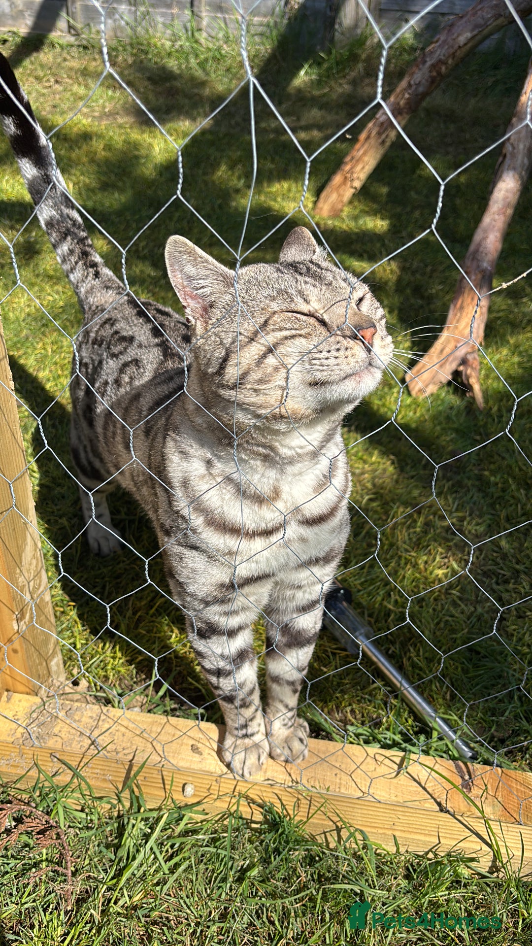 Bengal cats for sale:  TICA Registered Bengal Pair – Proven & Active - Image 3