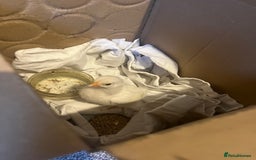 Chickens poultry for sale: Lonely chick, parent and siblings have disappeared in Hull - Image 2