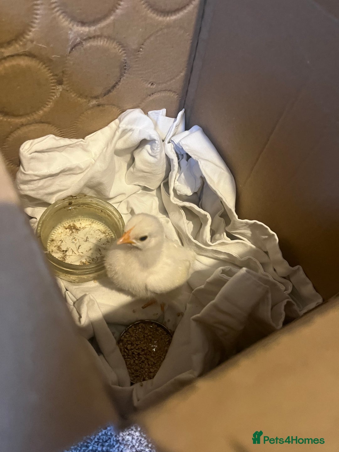 Chickens poultry for sale: Lonely chick, parent and siblings have disappeared in Hull - Image 2