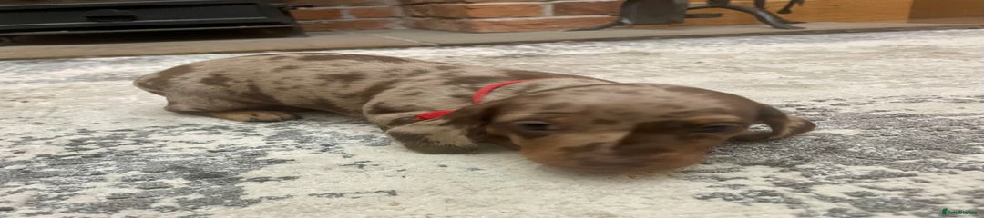 Miniature Dachshund Puppy 3