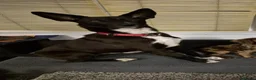Mixed Breed dogs for adoption: Buddy - Advert 13