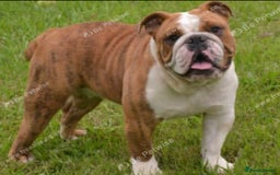 English Bulldog dogs for sale: English bulldog - Image 2