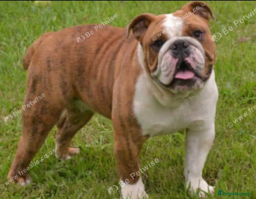 English Bulldog dogs for sale: English bulldog - Image 2