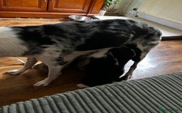 Mixed Breed dogs for sale: Blue Merle boarder collie crossed with a maltese - Image 9