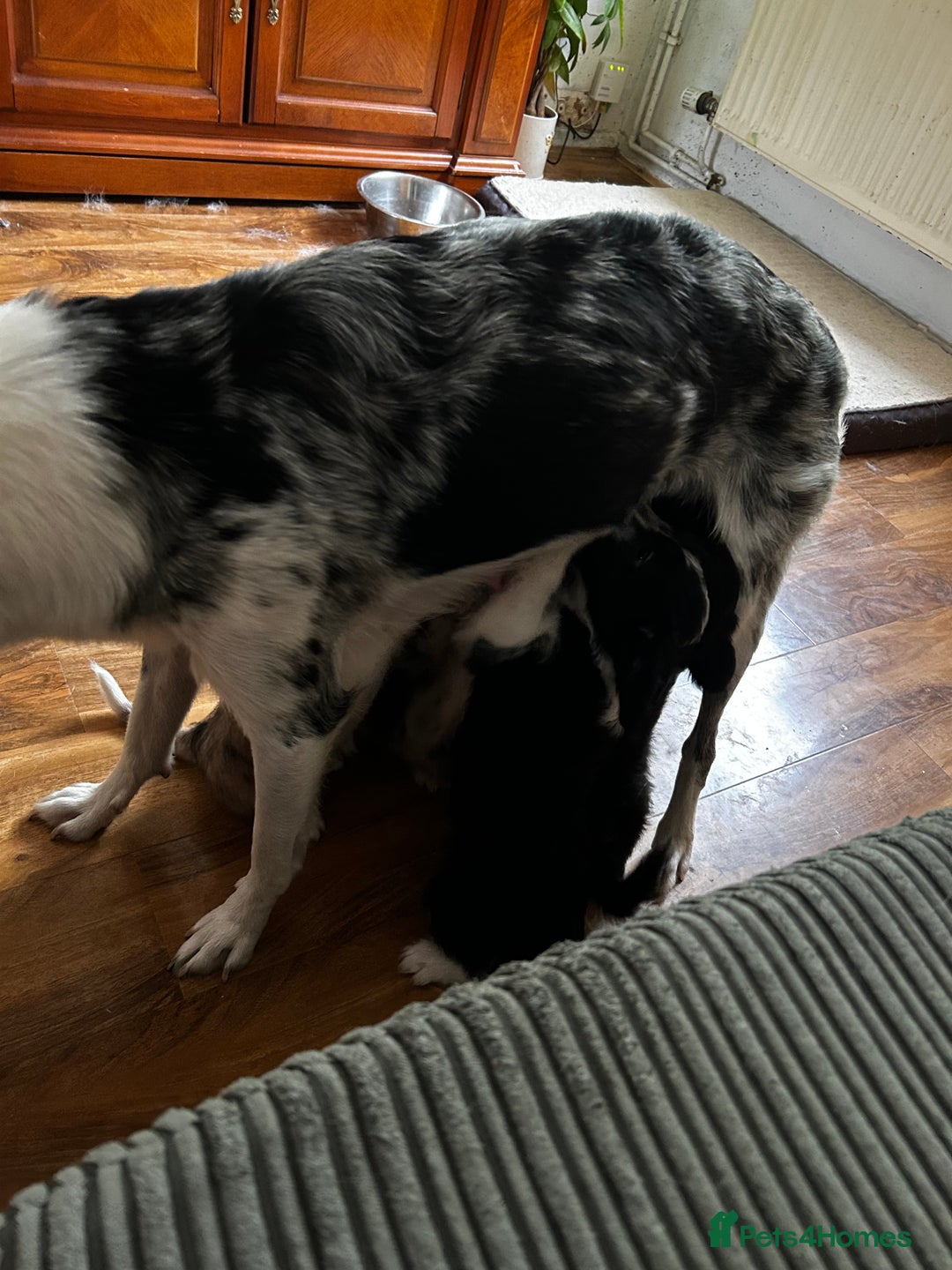 Mixed Breed dogs for sale: Blue Merle boarder collie crossed with a maltese - Image 9