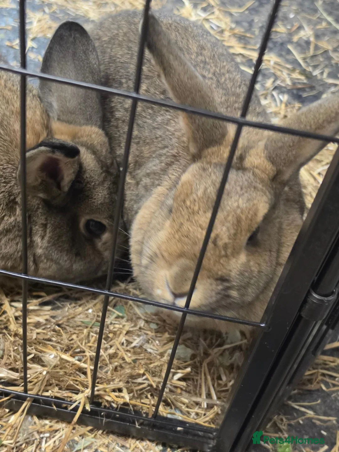 Mixed Breed rabbits for sale: 2 adult bunnies  in Coventry - Advert 2