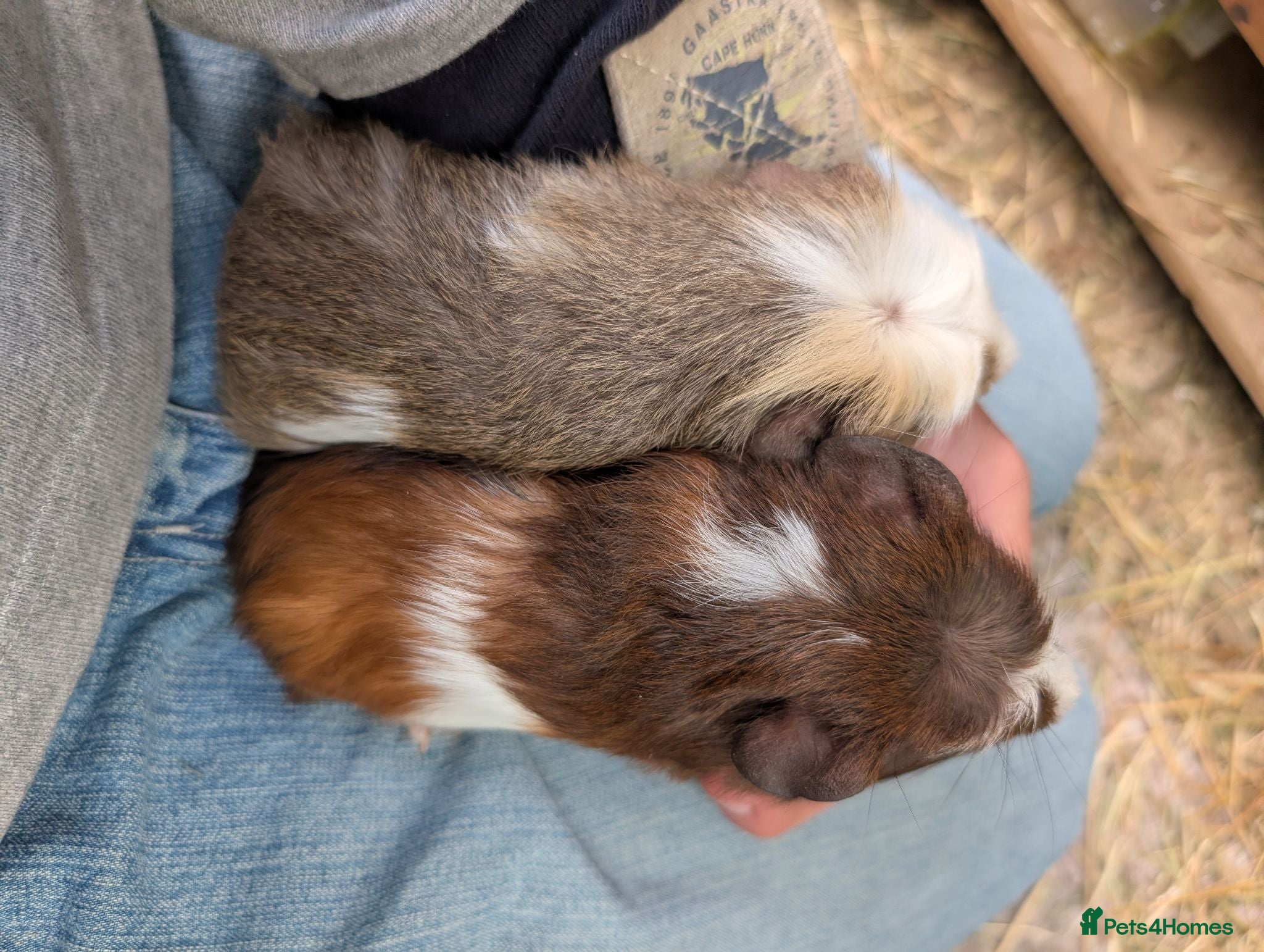 Guinea Pig rodents Baby boys pair - Advert 2