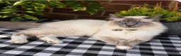 Ragdoll cats for sale: Ragdoll kittens available ♥️  - Advert 3