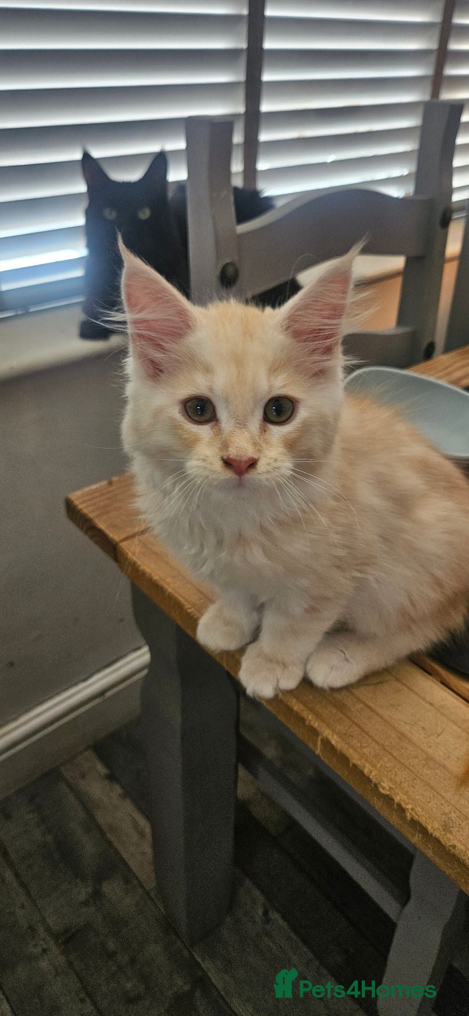 Maine Coon cats Stunning xl TICA Registered Maine coon Kittens  - Advert 1