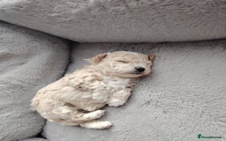 Poochon dogs for sale: 4 Girls Poochon white/Beige 2 reserved 2 avaliable - Image 6