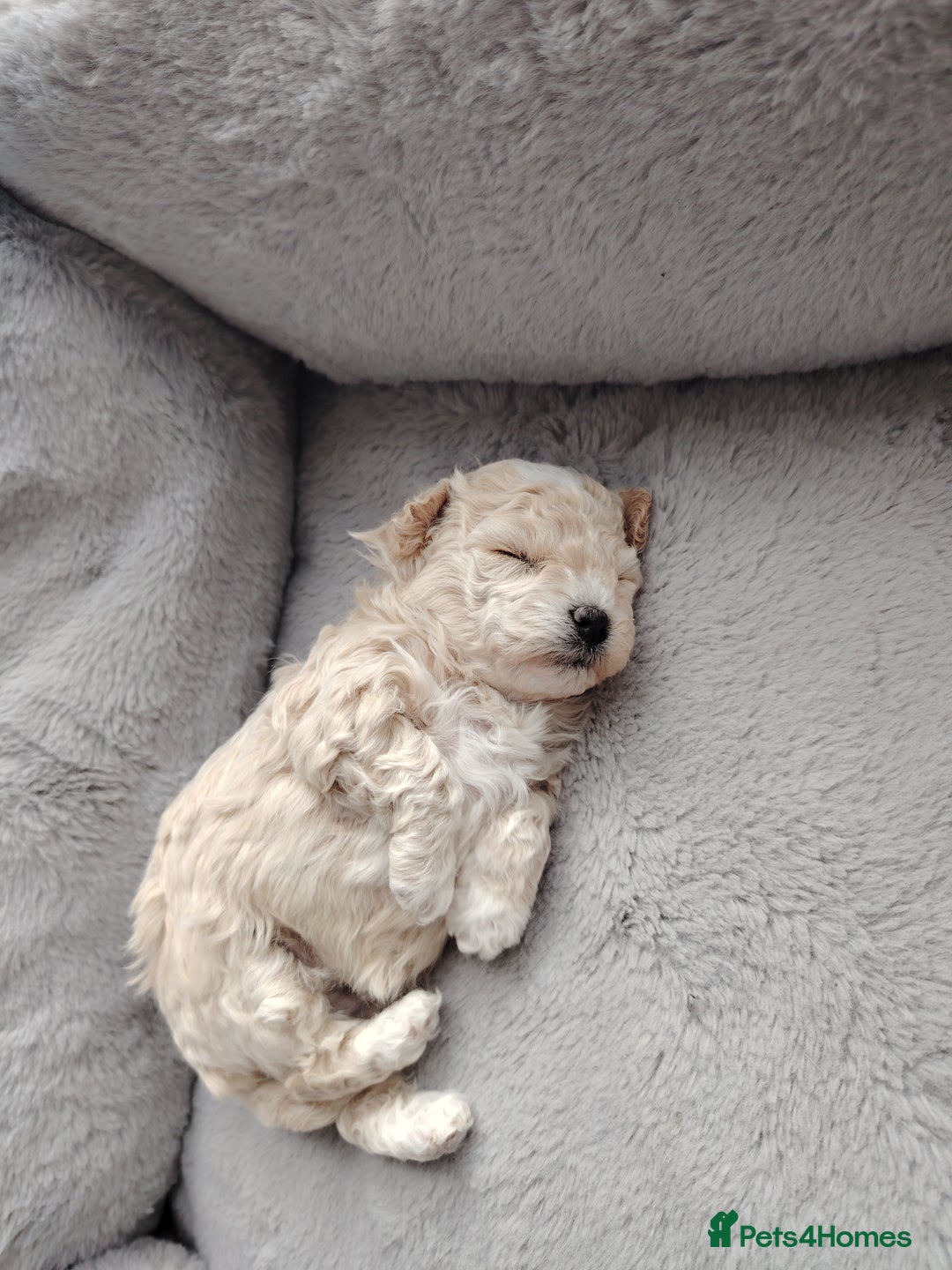 Poochon dogs for sale: 4 Girls Poochon white/Beige 2 reserved 2 avaliable - Image 6