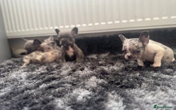 French Bulldog dogs for sale: French bulldogs - Image 11