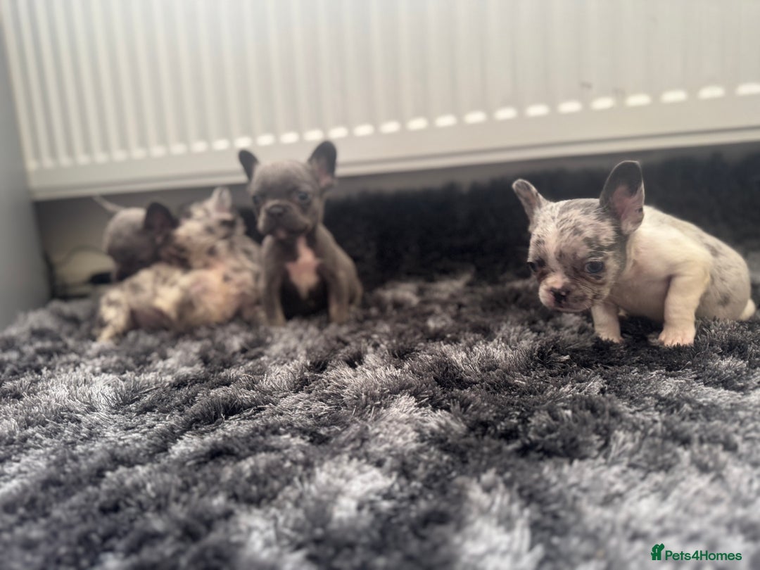 French Bulldog dogs for sale: French bulldogs - Image 11
