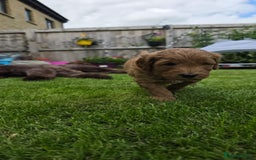 Australian Labradoodle dogs for sale: Reduced-Multigen Aussie Labradoodles curly/nonshed - Image 26