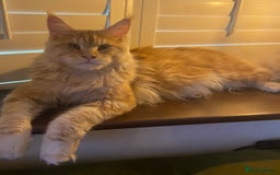 Maine Coon cats for sale: Tica registered Maine Coons from champion lines  - Image 25