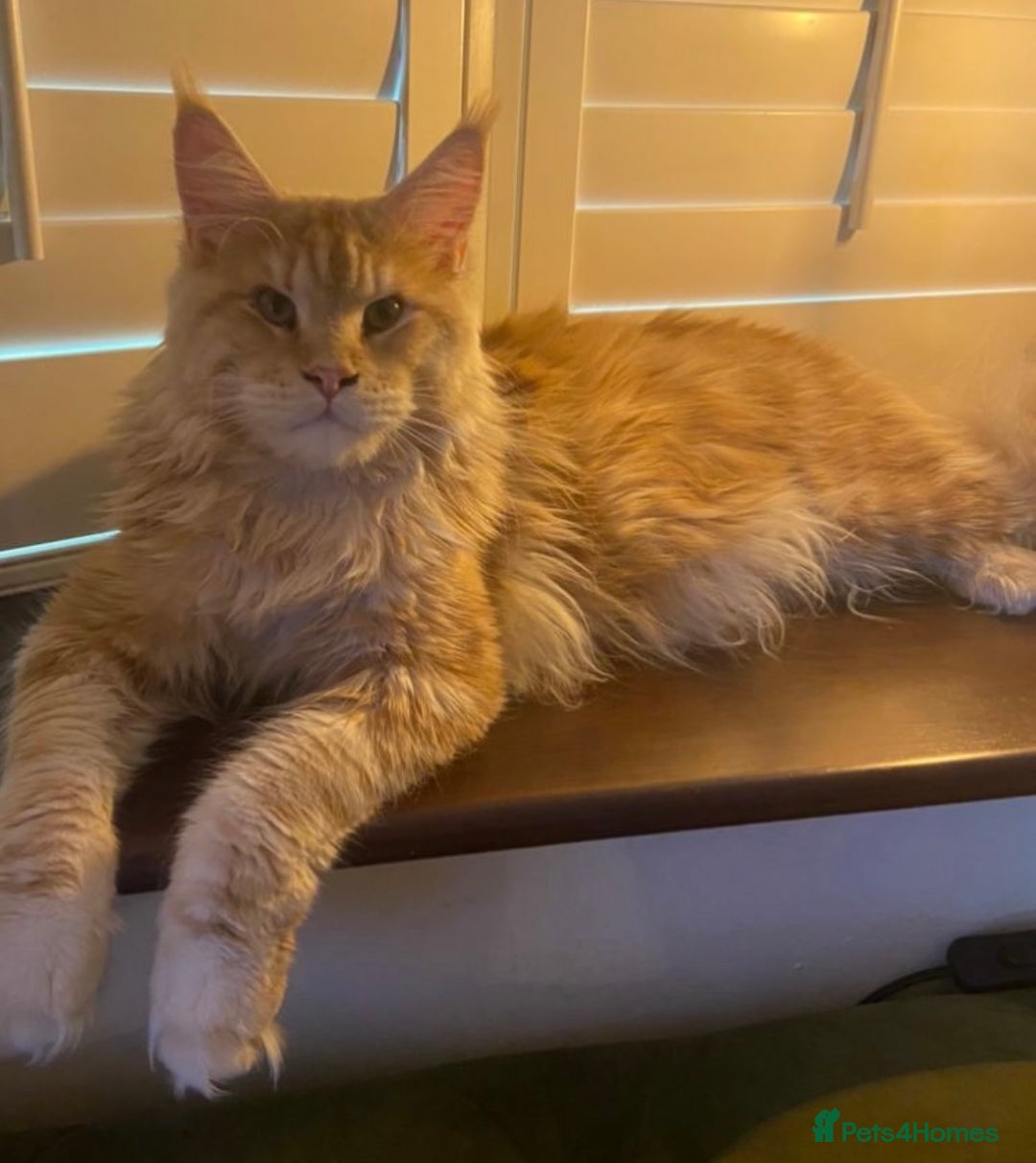 Maine Coon cats for sale: Tica registered Maine Coons from champion lines  - Image 25