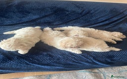 Bichon Frise dogs for sale: 4 adorable bichon puppy’s  - Image 7