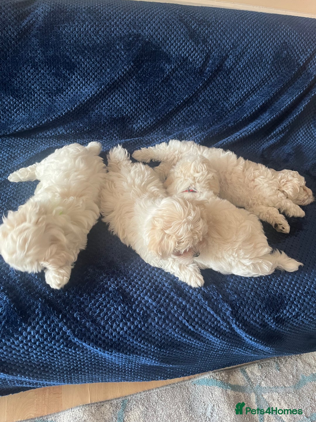 Bichon Frise dogs for sale: 4 adorable bichon puppy’s  - Image 7