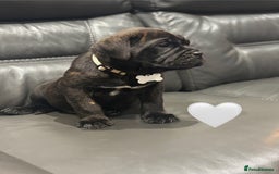 Cane Corso dogs for sale: Chunky Cane Corso Cross Pups – Ready Next Week! - Image 28