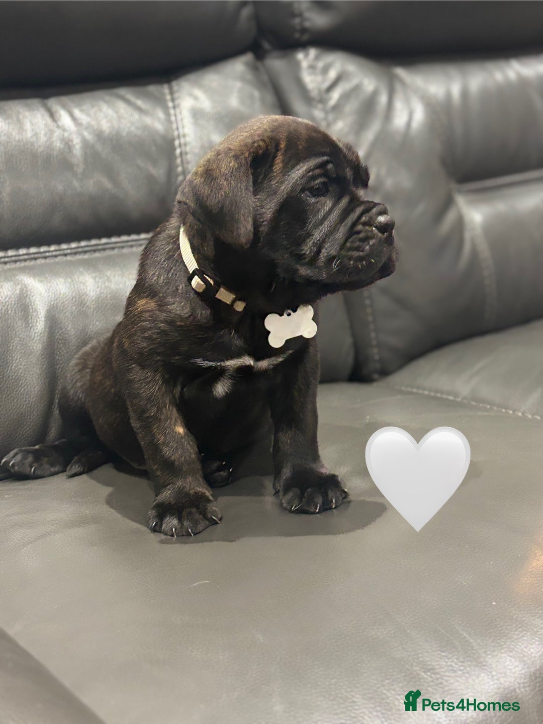Cane Corso dogs for sale: Chunky Cane Corso Cross Pups – Ready Next Week! - Image 28