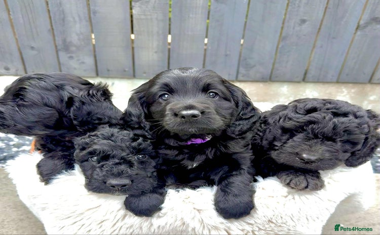 Cockapoo dogs - Advert 12