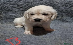 Golden Retriever dogs for sale: Stunning Cream Golden Retriever Puppies - Image 7