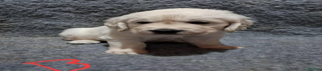 Golden Retriever Puppy 2