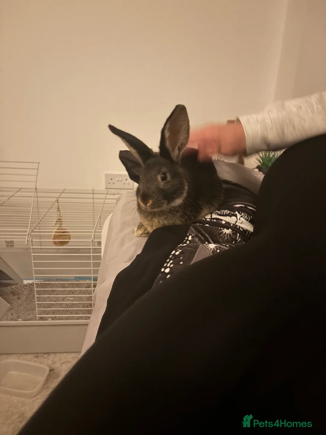 Mixed Breed rabbits for sale: Benji and Bunny - Advert 2