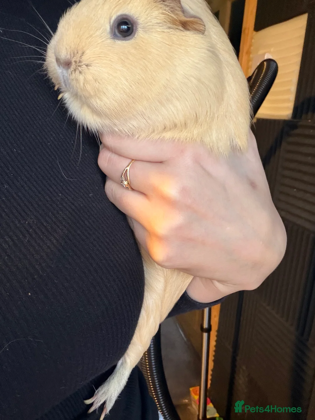 Guinea Pig rodents for sale: 2 guinea pigs - Advert 3