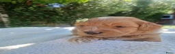 Poochon dogs for sale: Health tested beautiful poochons  - Advert 11
