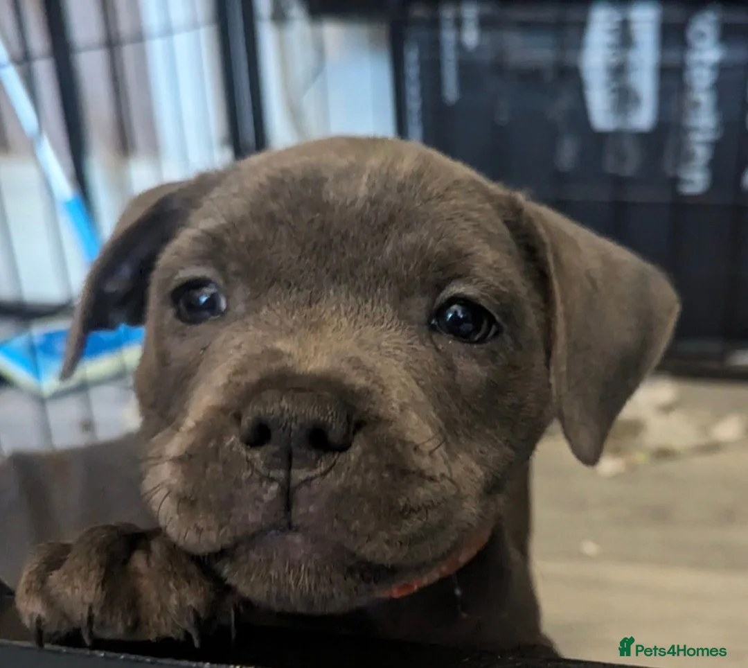 Staffordshire Bull Terrier dogs for sale: £1950 ONO Ready Champion blood line best inBritain - Advert 1