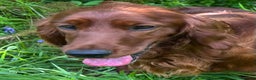 Irish Setter dogs for stud: AceOfAces IRISH SETTER At Stud in Whitland - Advert 6