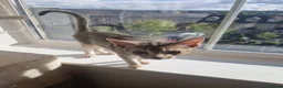Abyssinian cats for sale: GCCF-registered usual silver Abyssinian kitten - Advert 8